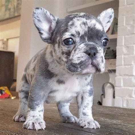 buldog francuski blue merle|Merle French Bulldog Guide: Everything You Need to。